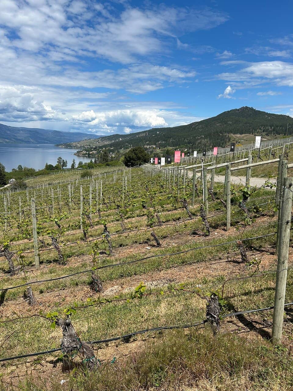 Award-Winning Pinot Gris