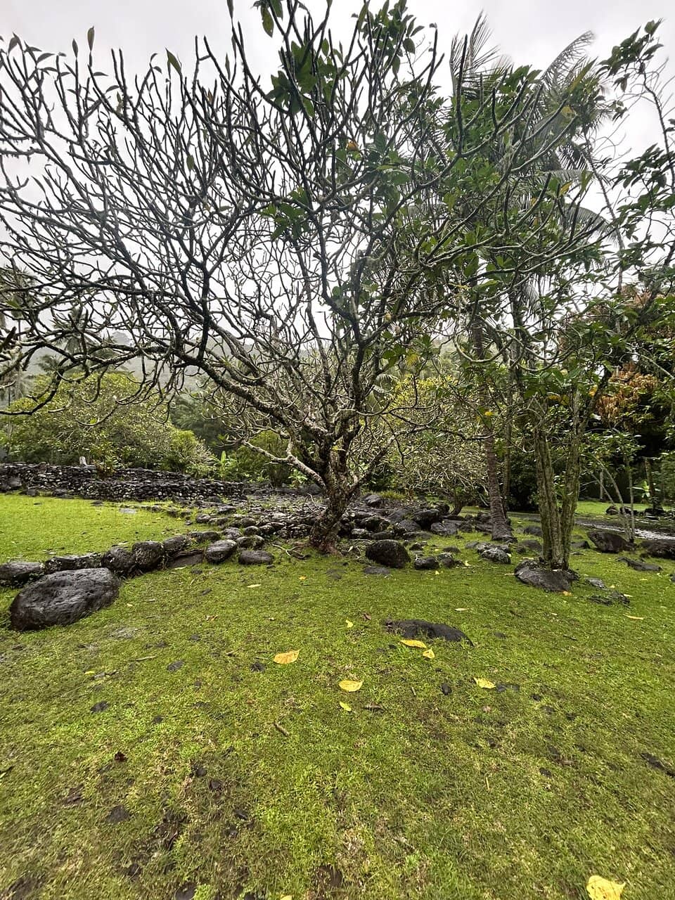 Sacred Stone Platforms