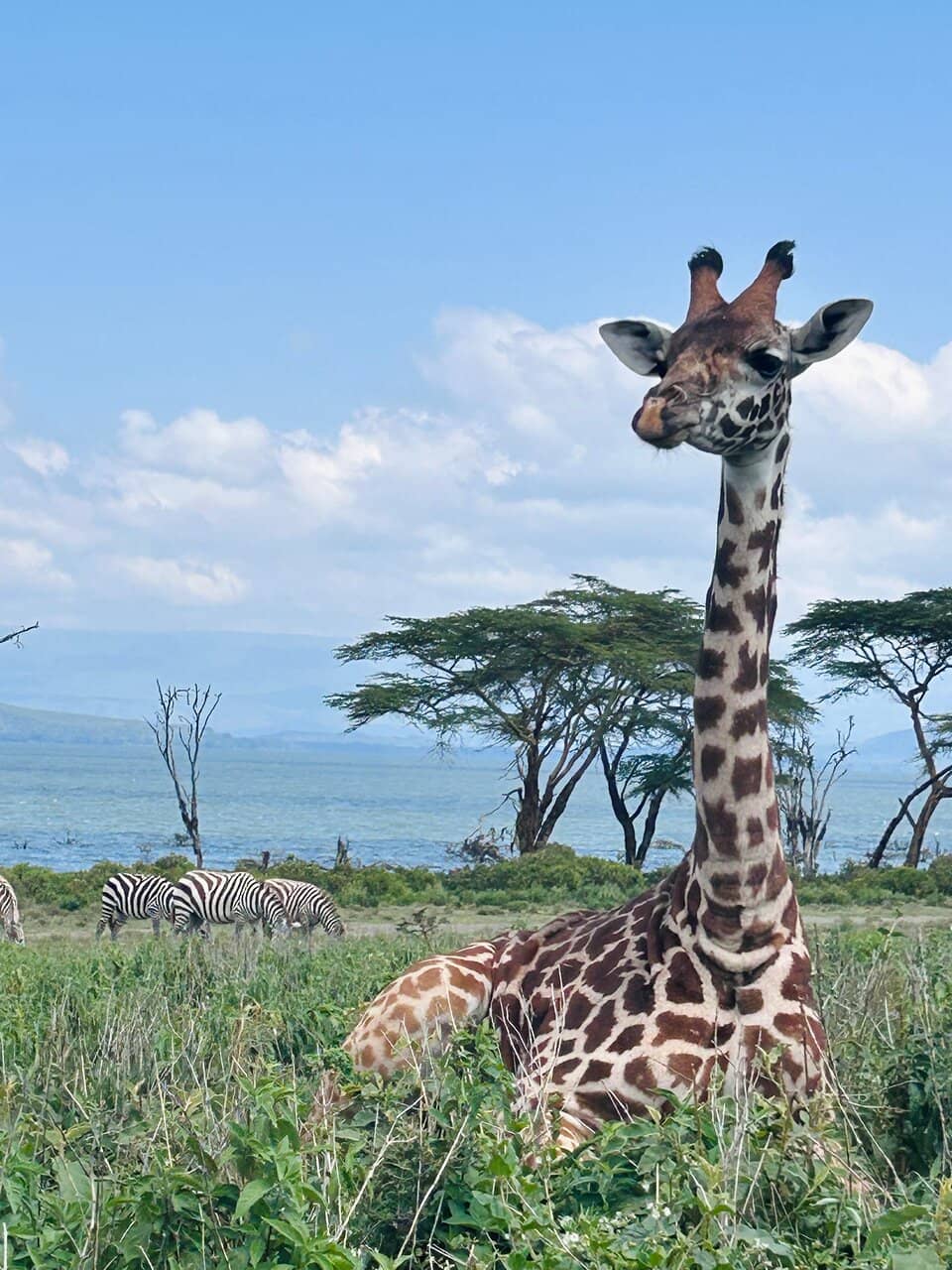 Island Cafe Refreshments