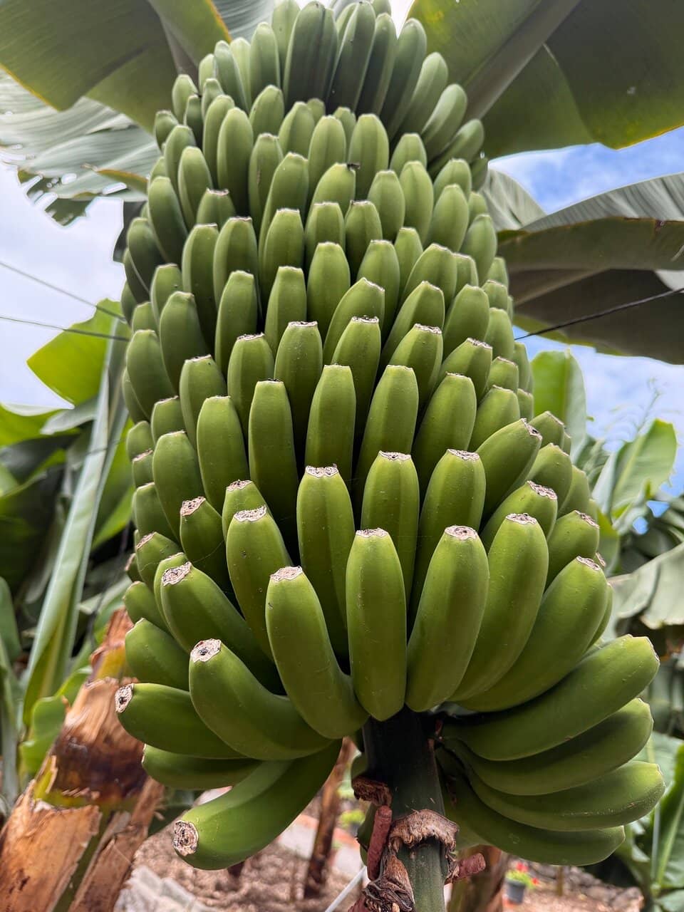 Peaceful Banana Plantation