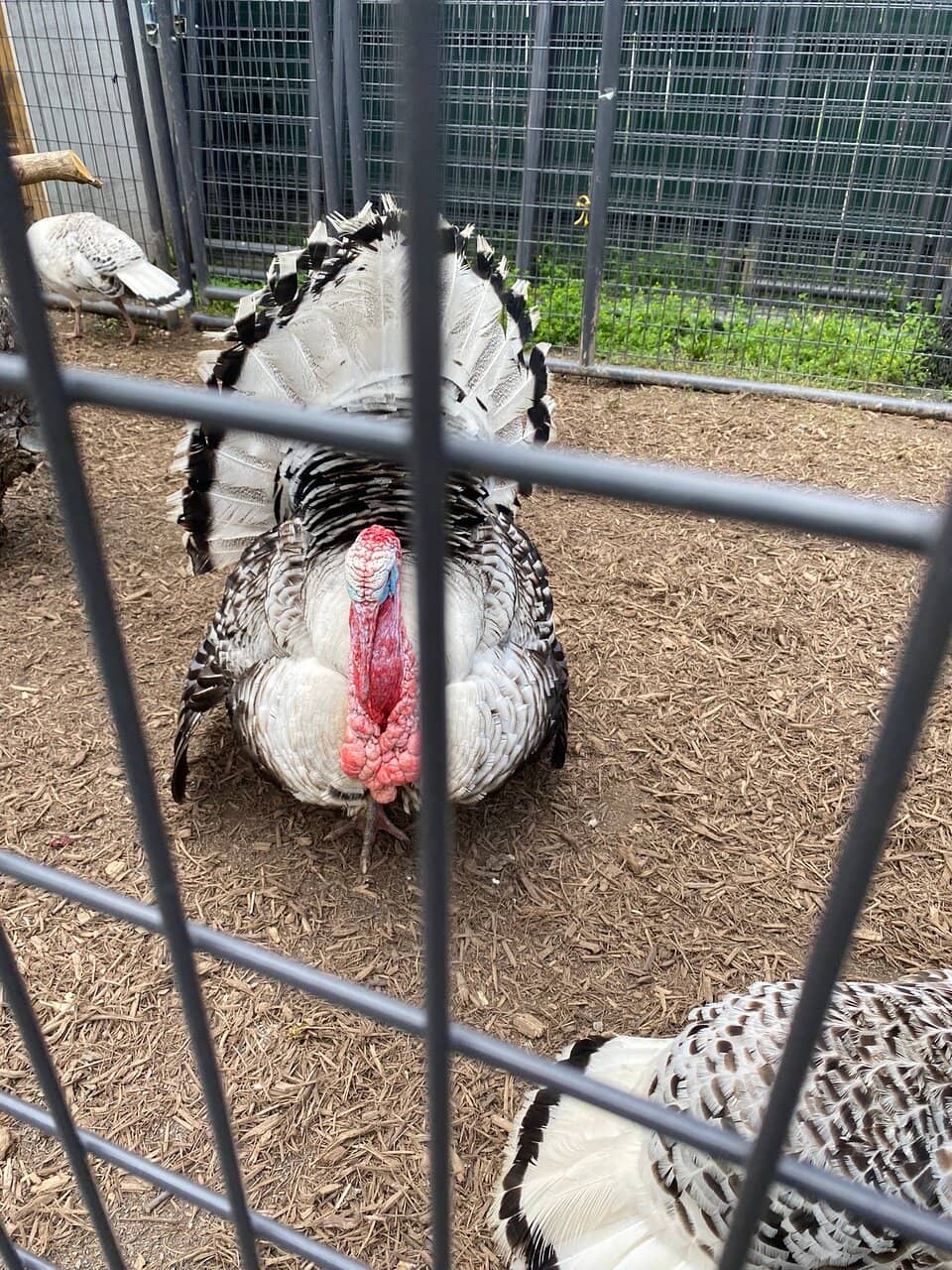Playgrounds and Slides