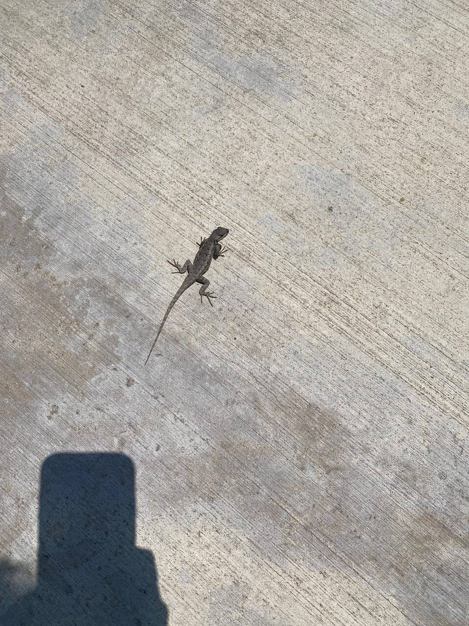 Oso Wetlands Preserve