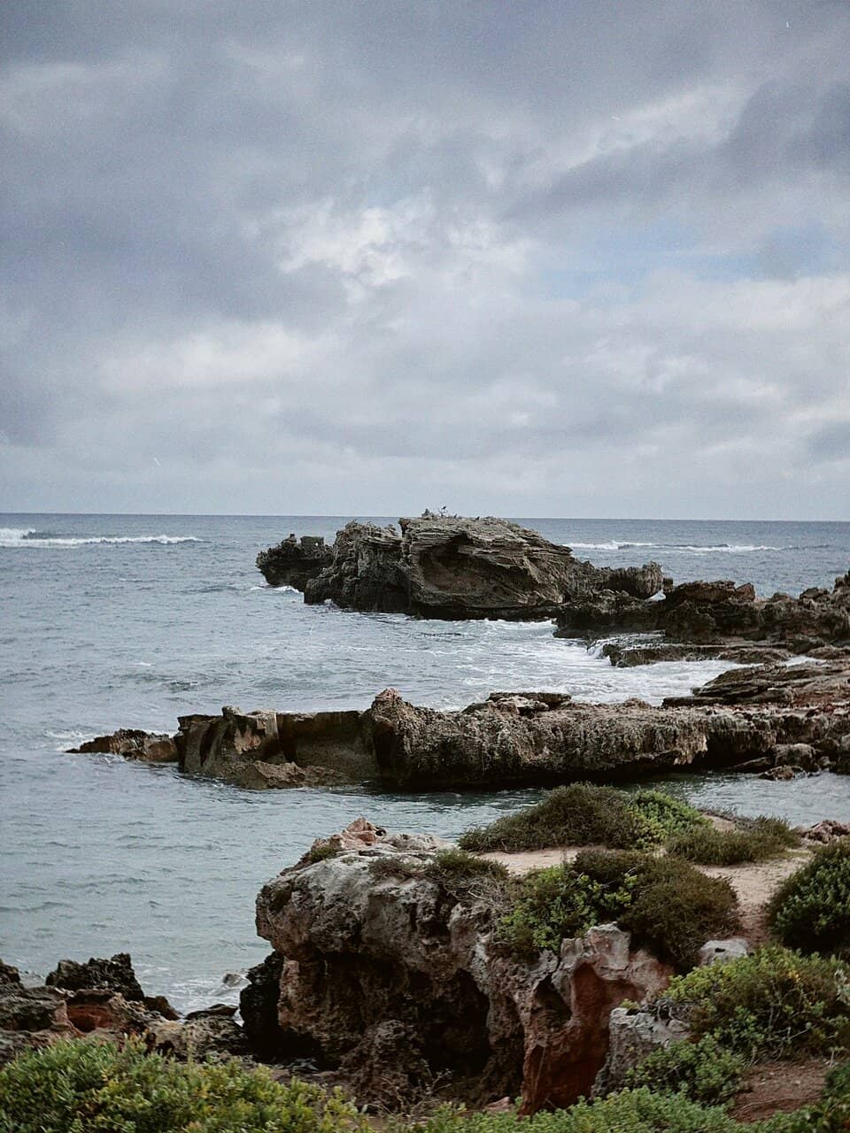 Weedy Sea Dragon Spotting