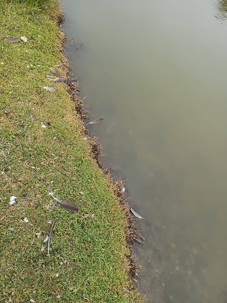 Water Lantern Festival