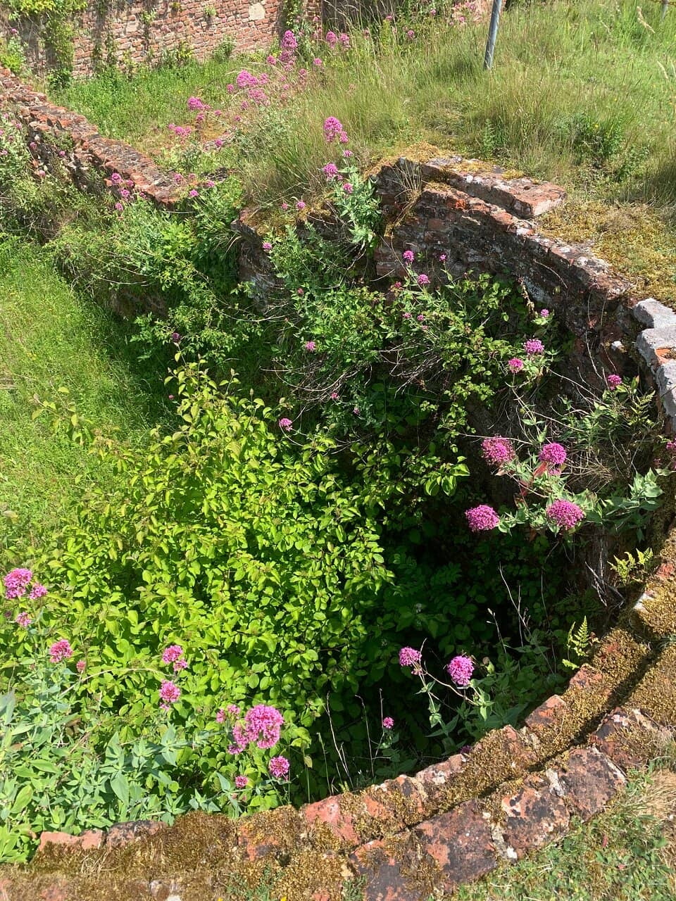 Siege of Basing House Reenactments