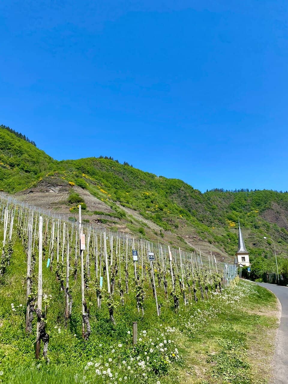 Mosel River Panorama