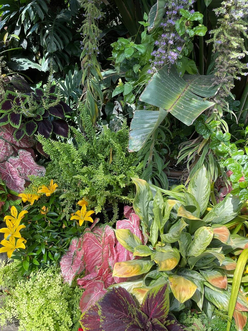 Tropical Plant Oasis