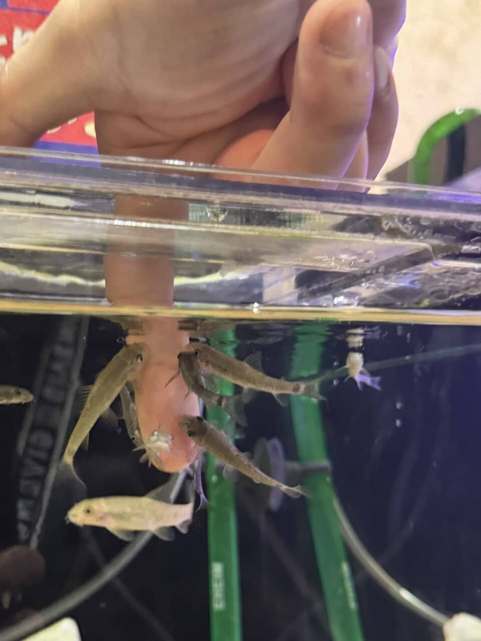 Interactive Touch Pools