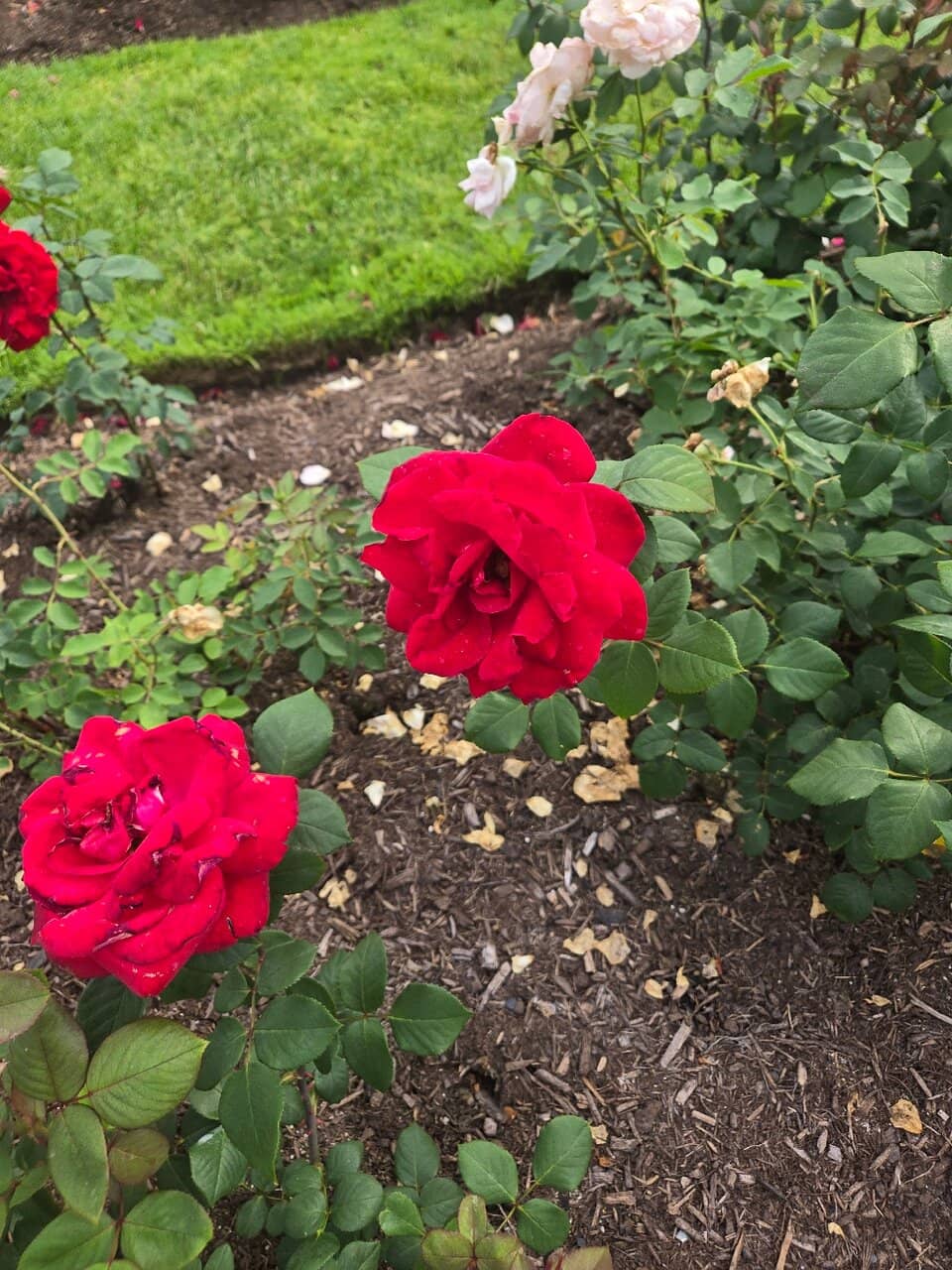 Volunteer-Maintained Beauty