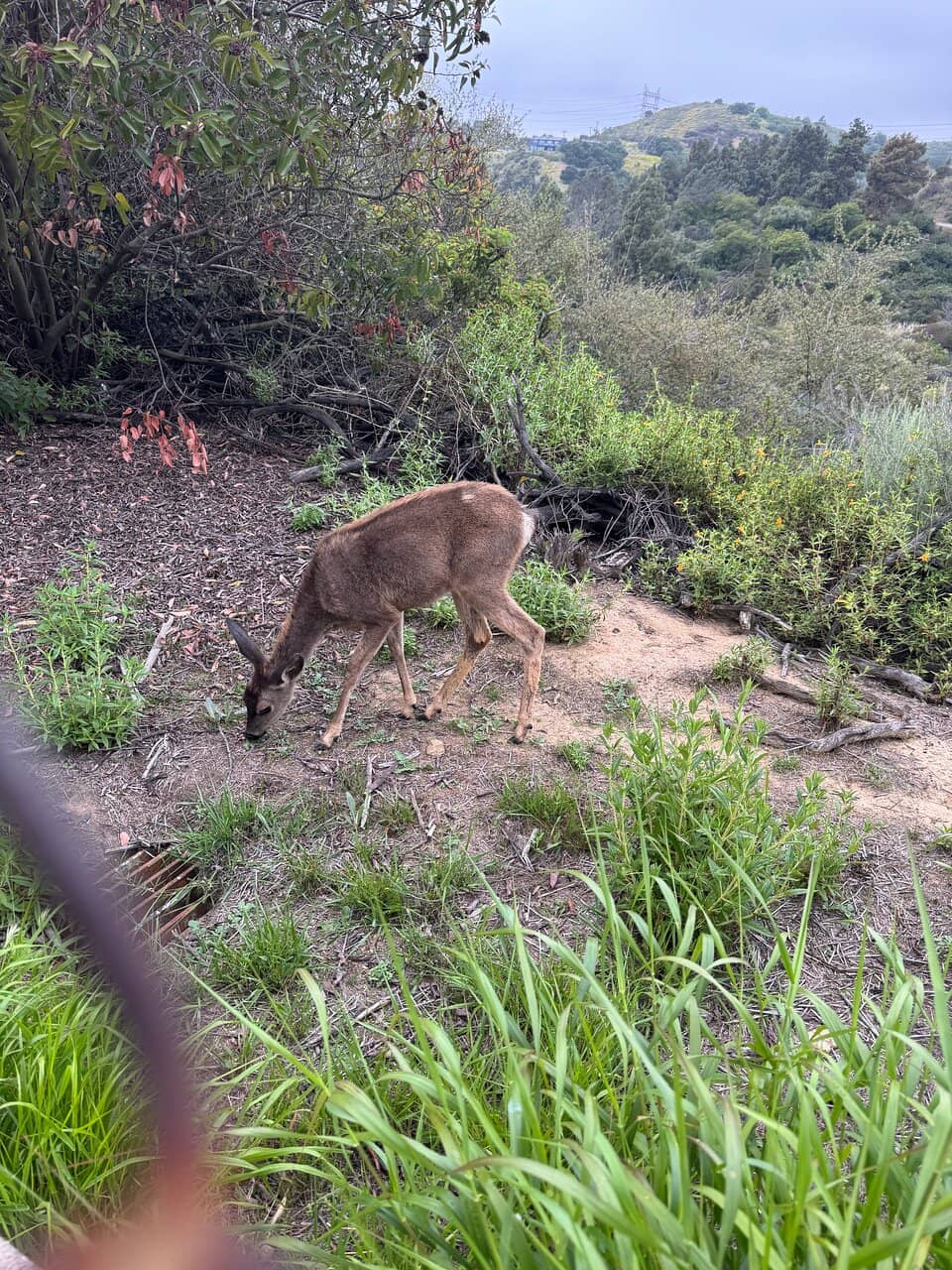 Hollywood Sign Vista