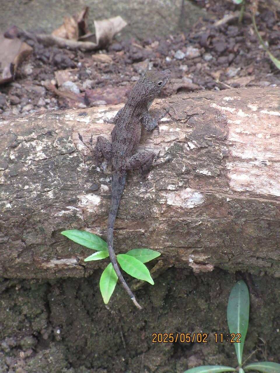 Indigenous Flora and Fauna