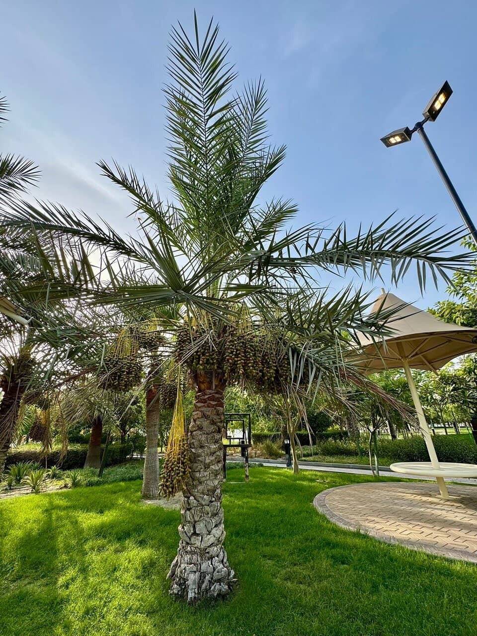 Family Fun & Paddle Boats