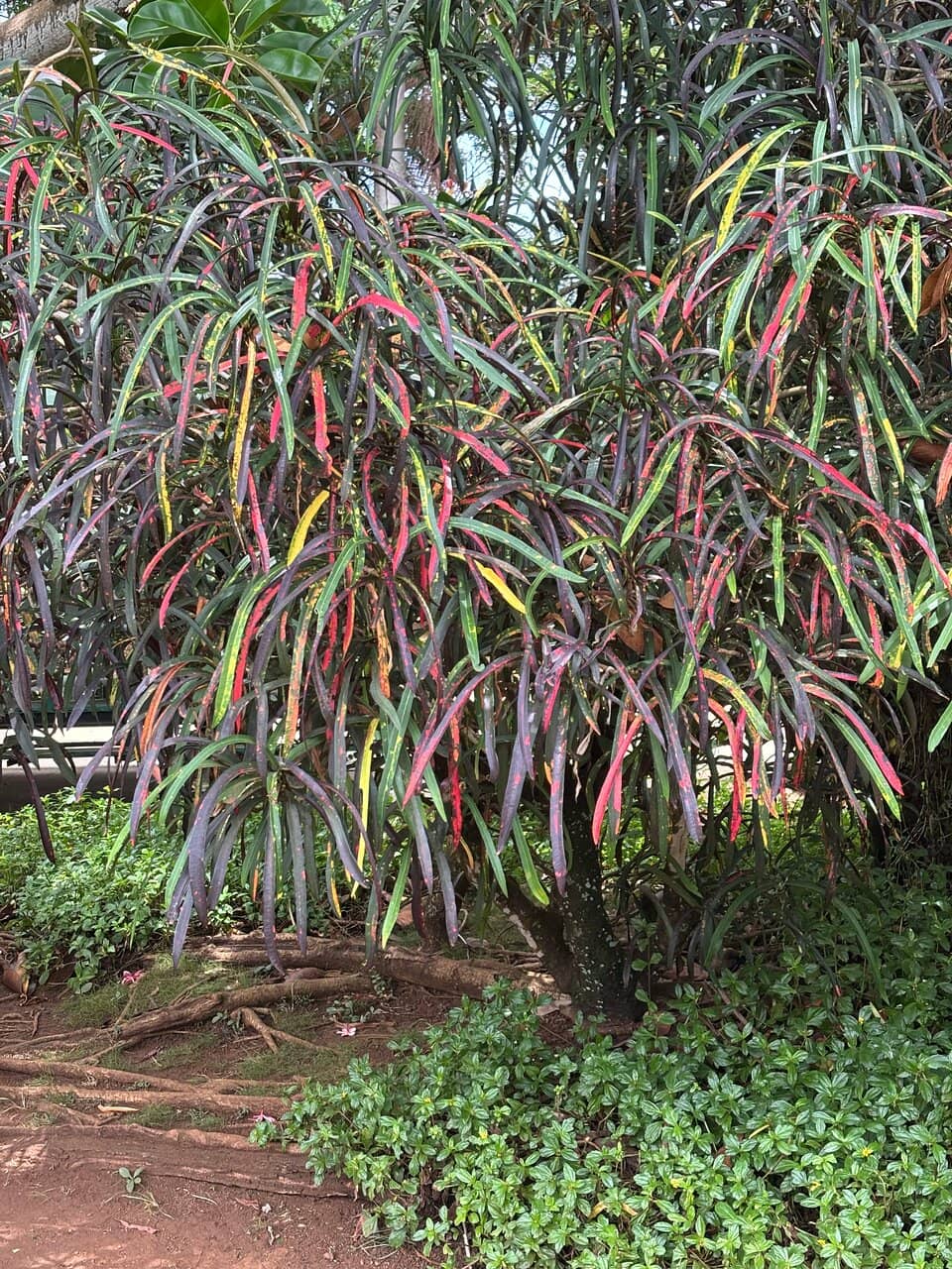 Friendly Native Birds