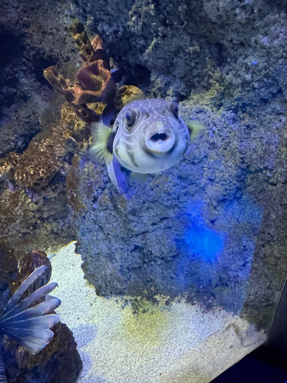 Jellyfish & Sea Urchin Exhibits