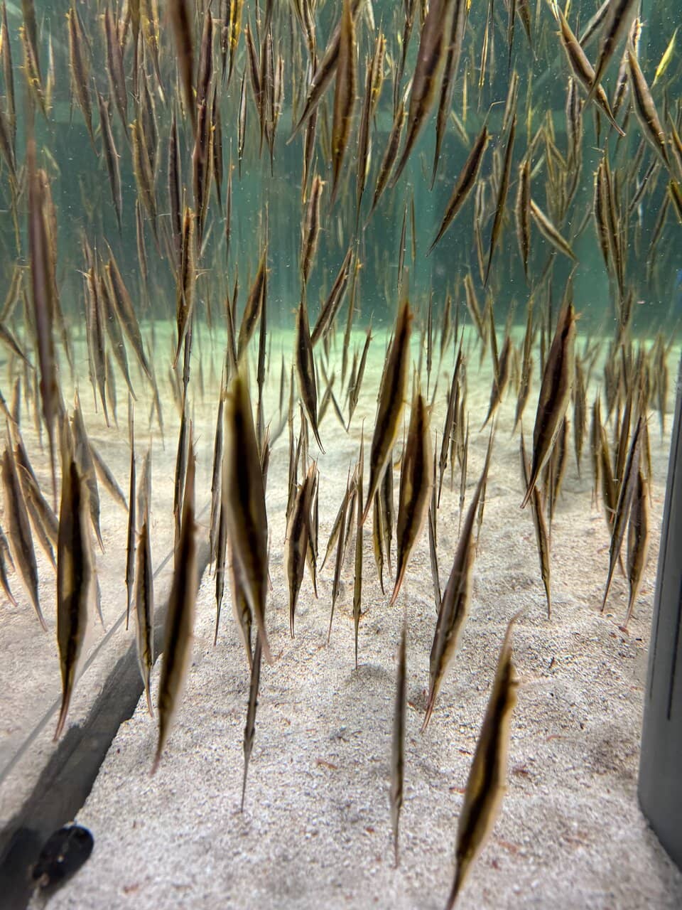 Interactive Touch Pool