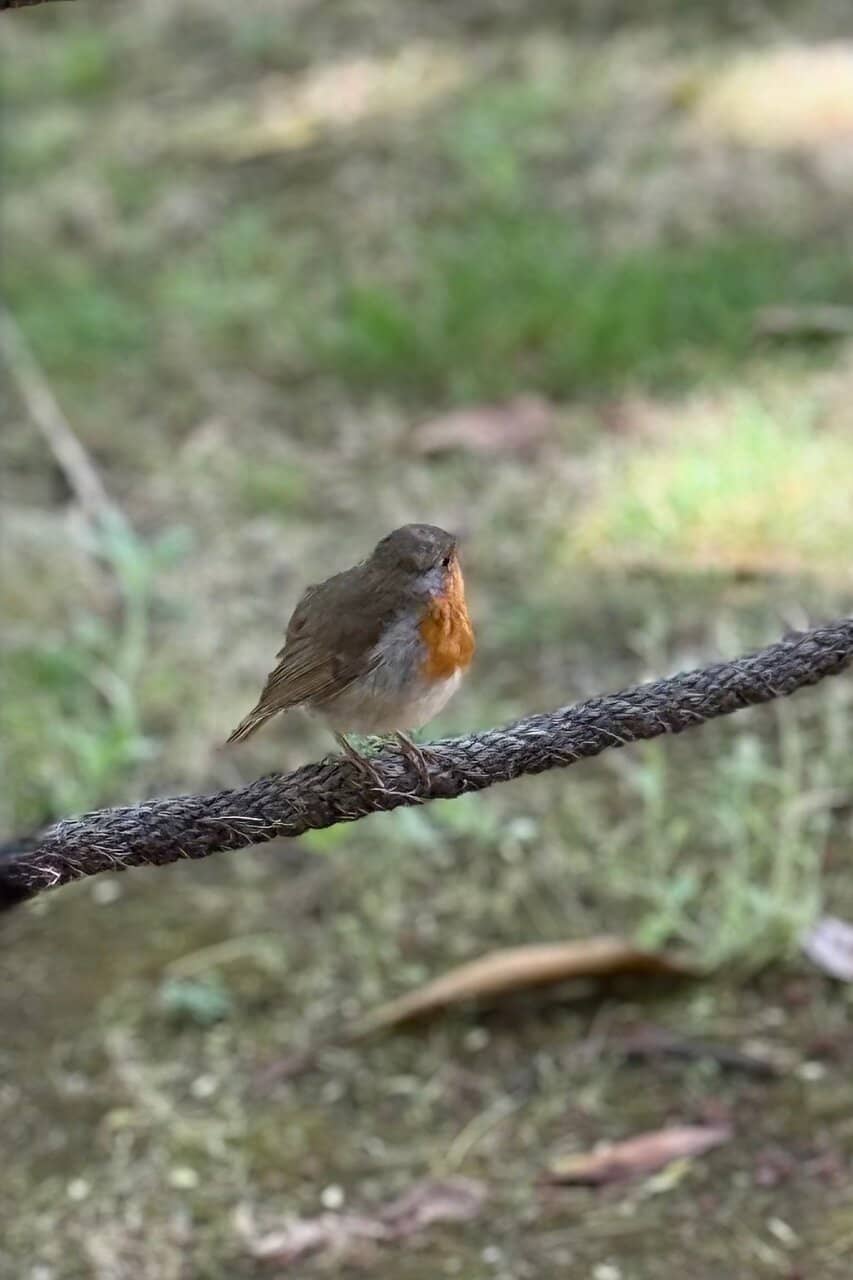 Friendly Wildlife Encounters