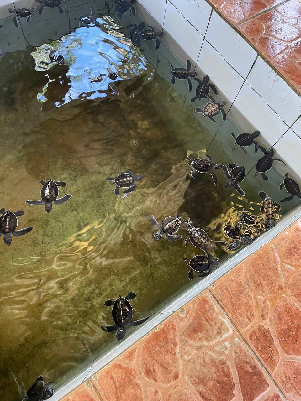 Educational Displays