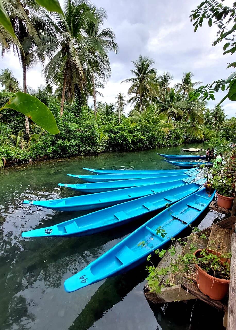 The Iconic Bent Palm Tree
