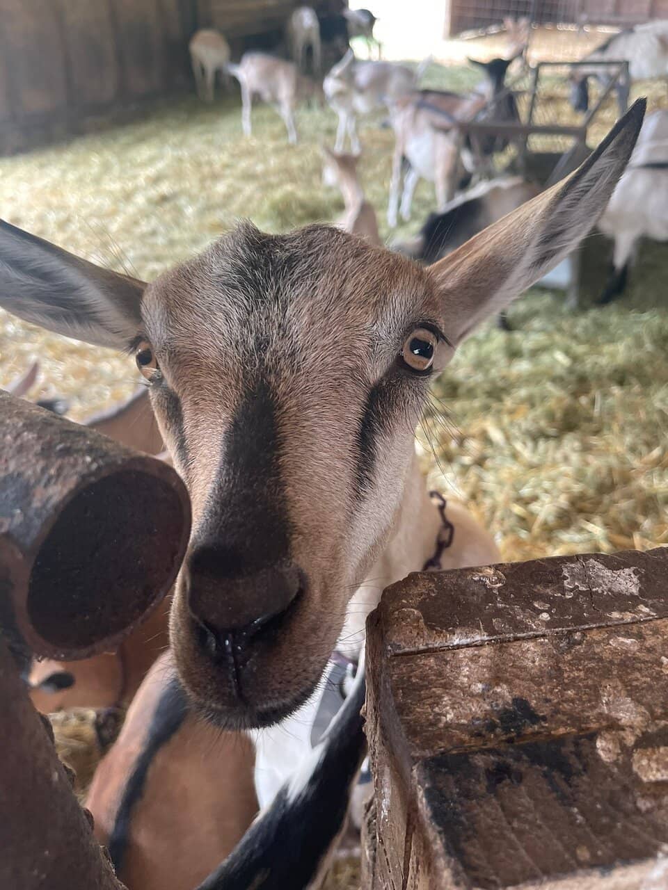 Award-Winning Goat Cheese