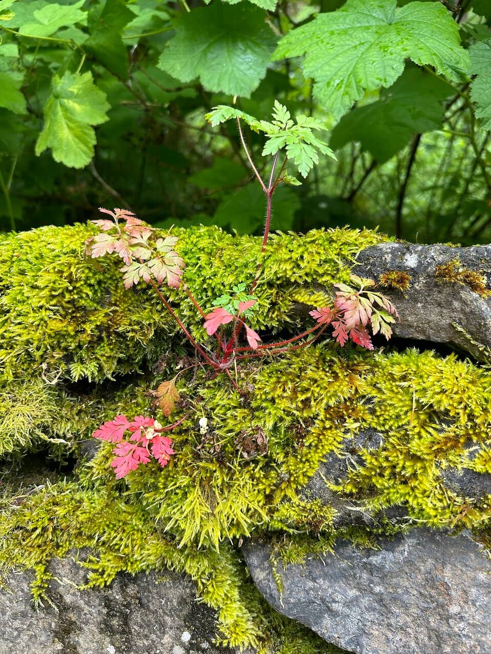 Upper Latourell Falls