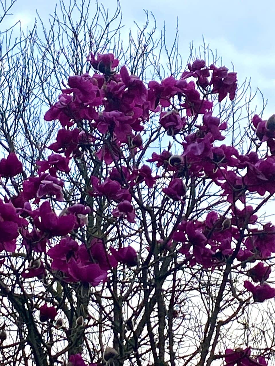Tranquil Walking Paths