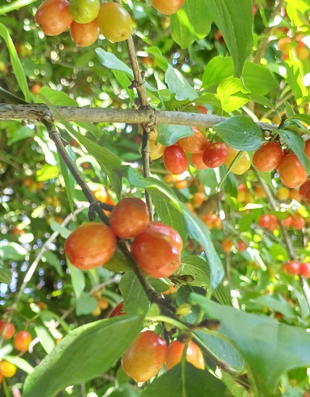 Street Food Festivals