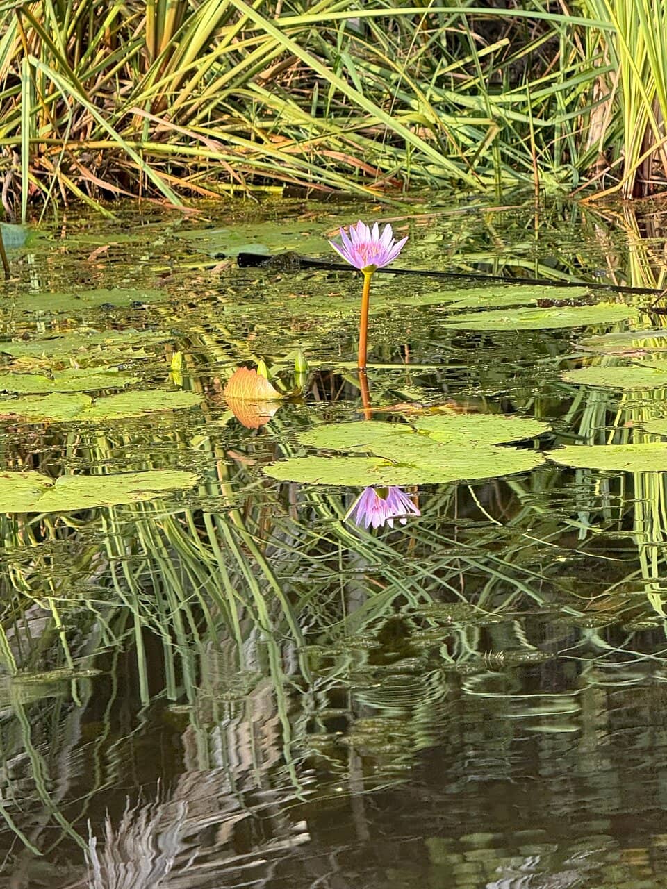 Coastal Clean-up Impact