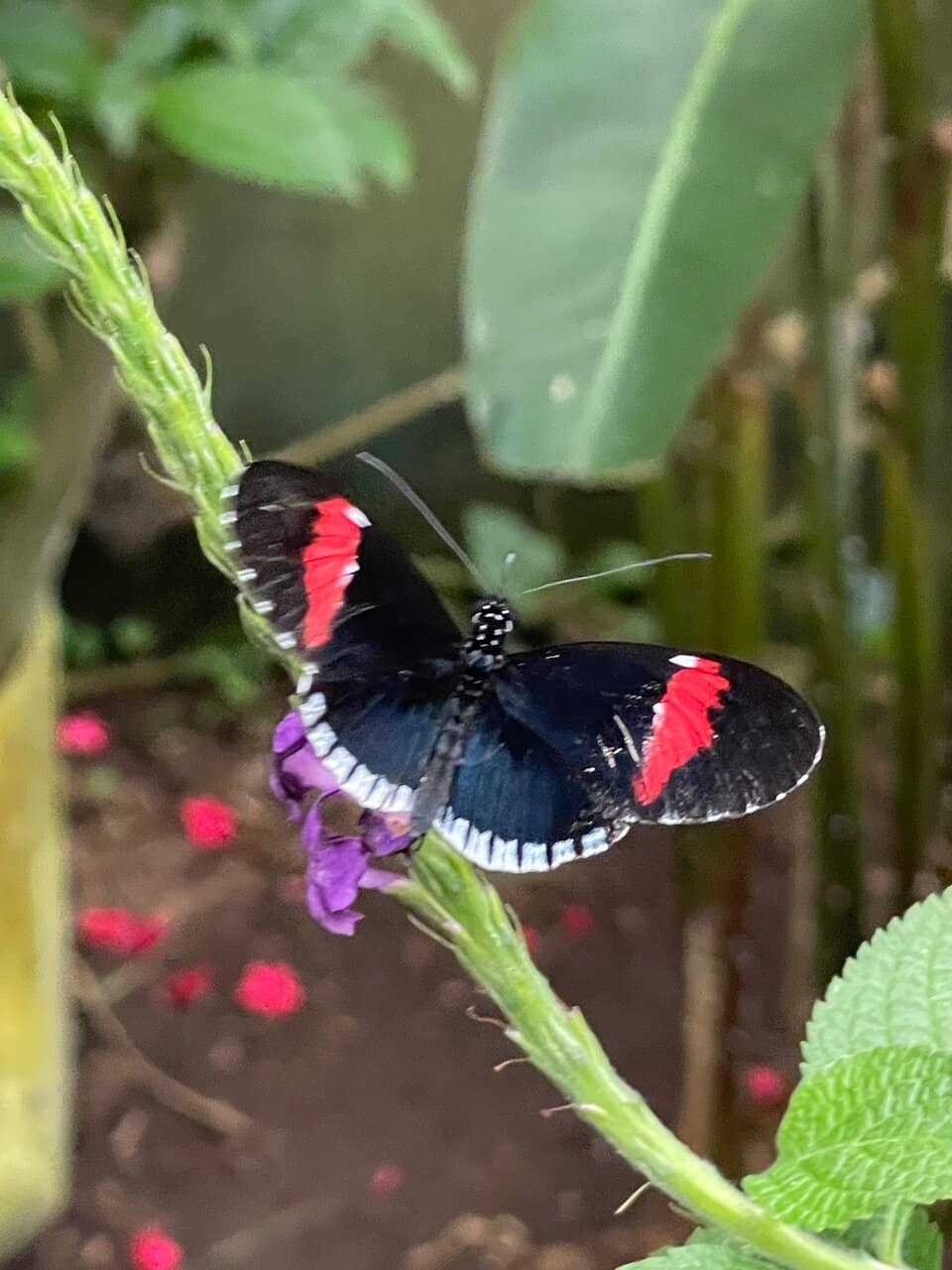 Tranquil Ponds and Wildlife