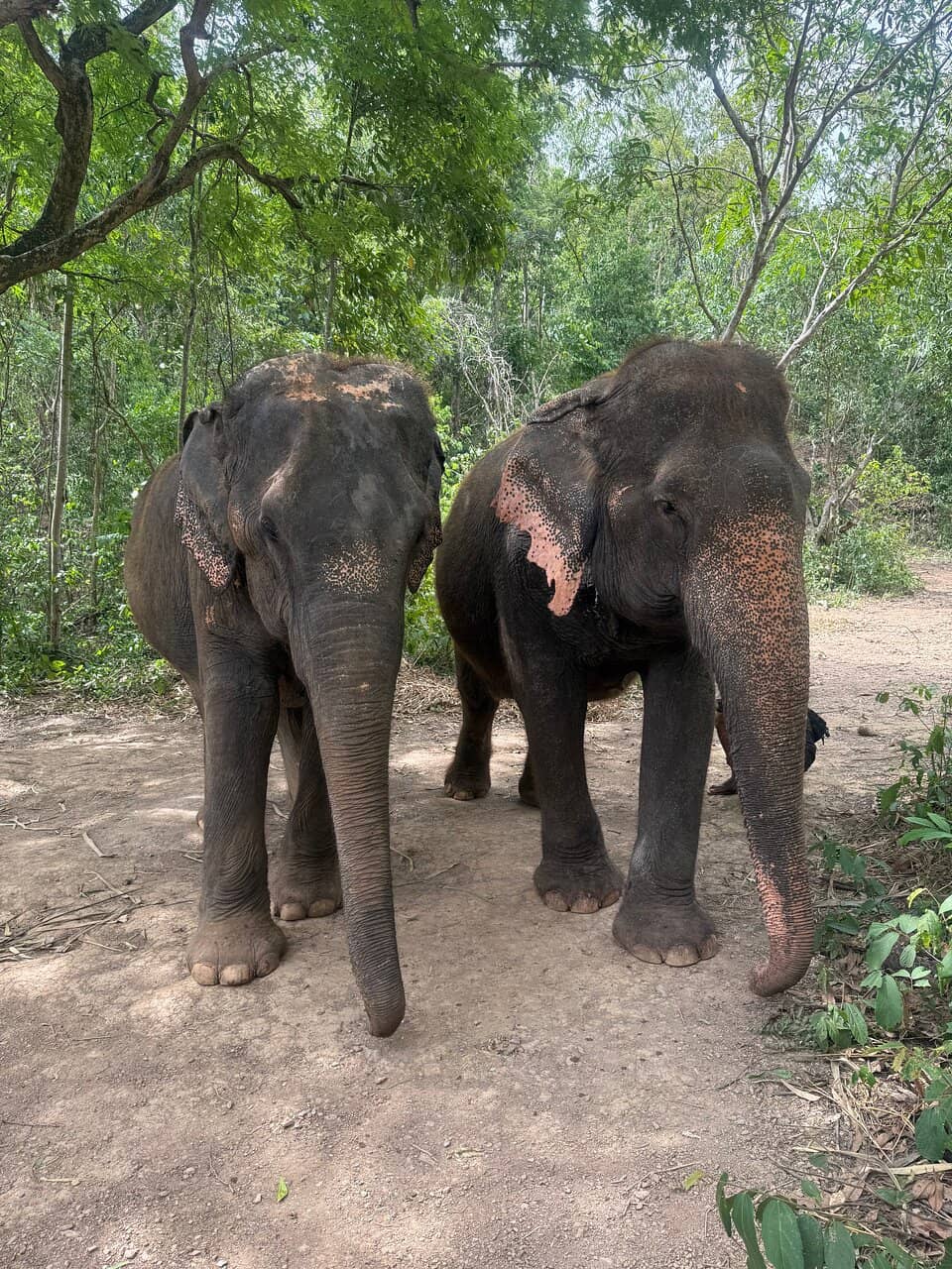 Meet Rescued Gentle Giants