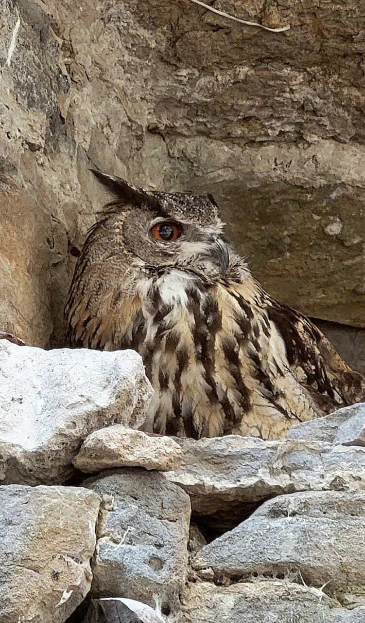 Pyrenean Fauna & Flora Exhibit