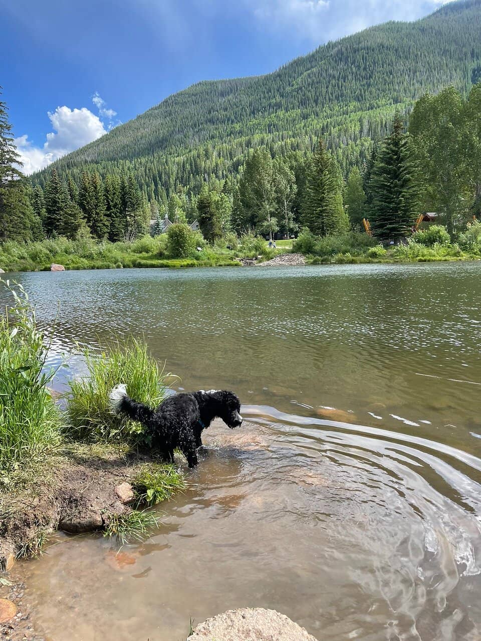 The Off-Leash Dog Park