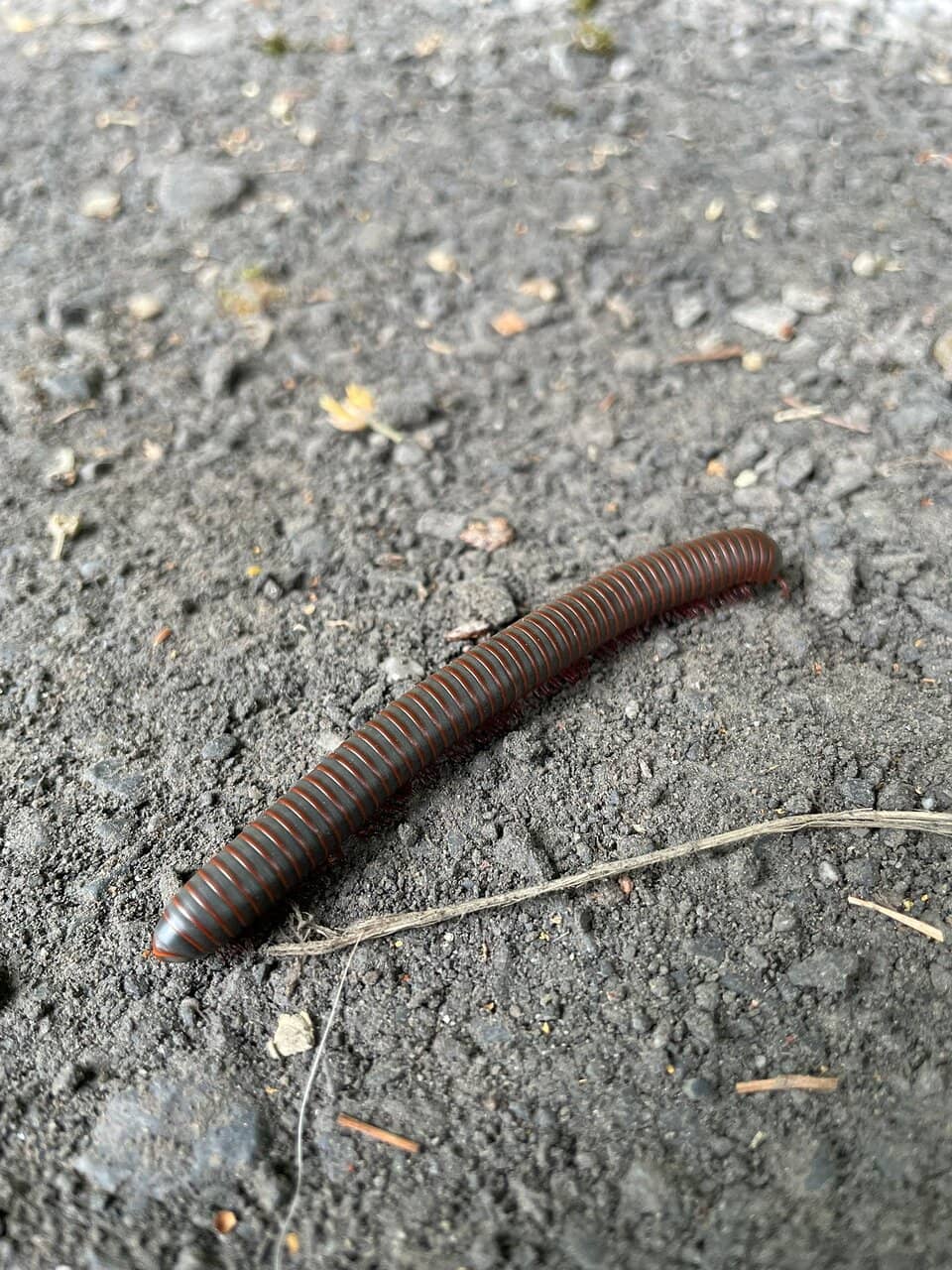 Sentier des Lacs (Lake Trail)