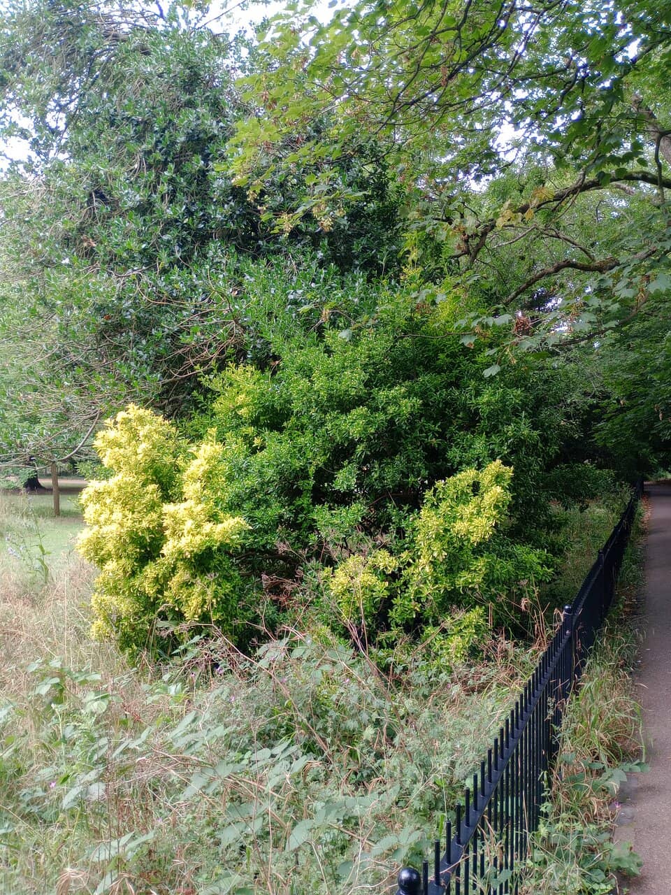 Vibrant Floral Borders
