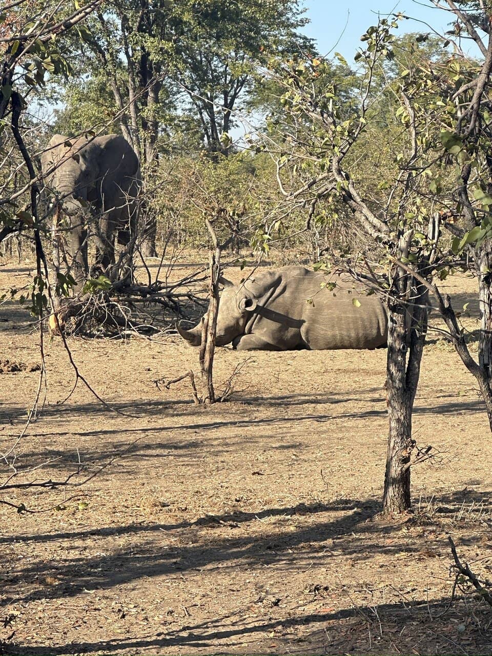 Zambezi River Wildlife