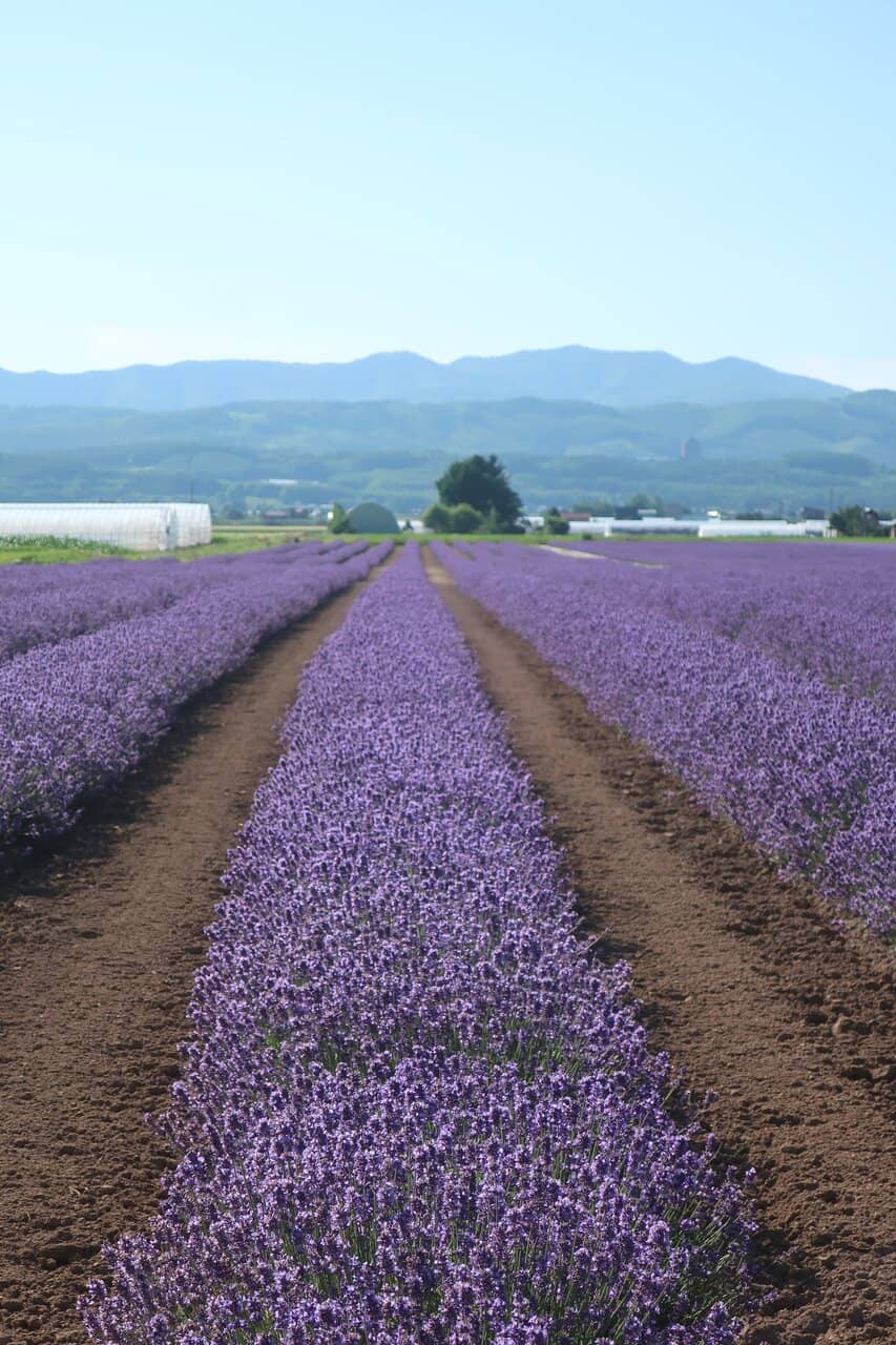 Multi-colored Flower Fields