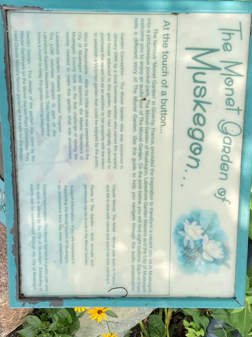 Vibrant Water Lilies