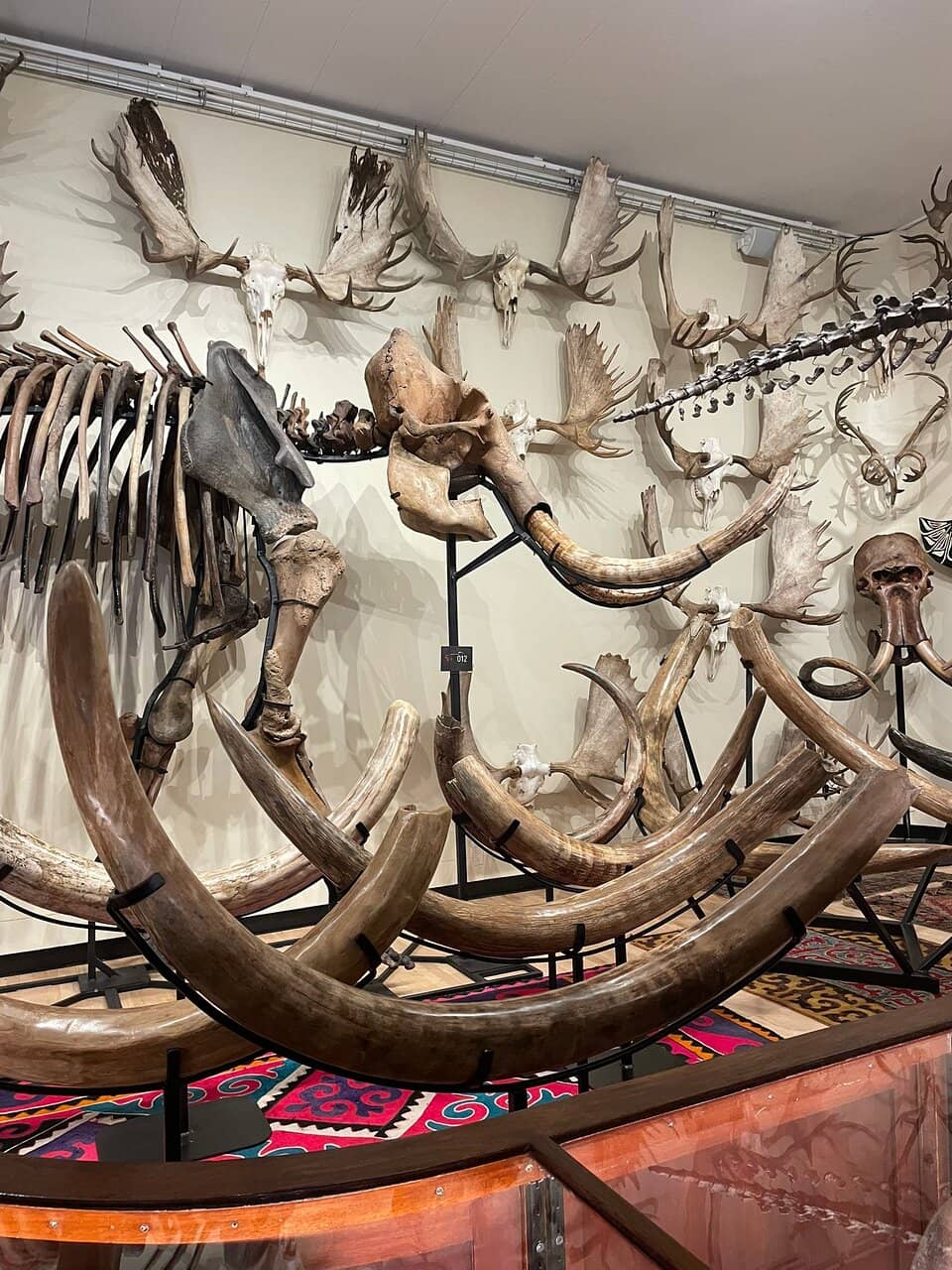 Wildlife Taxidermy Displays