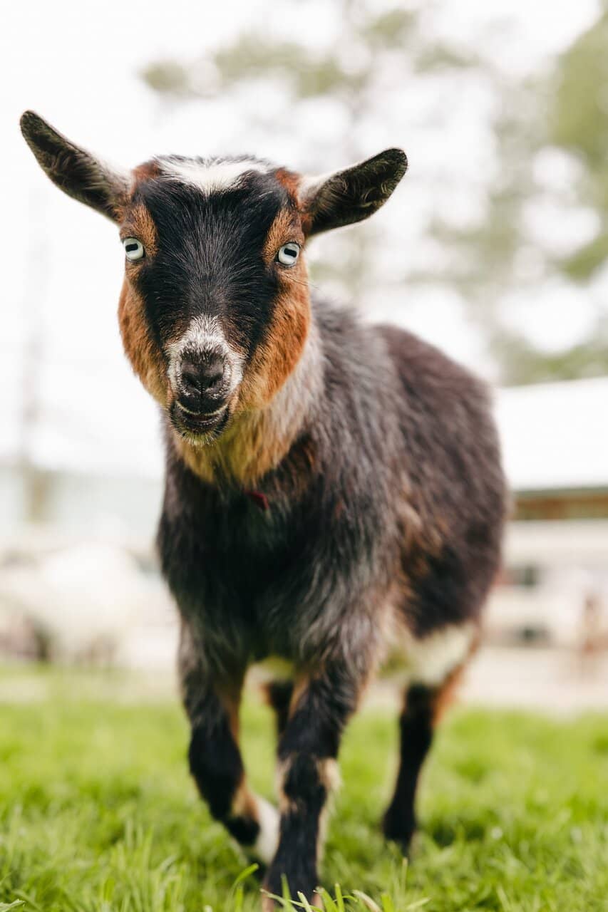 Cow Cuddle Experience