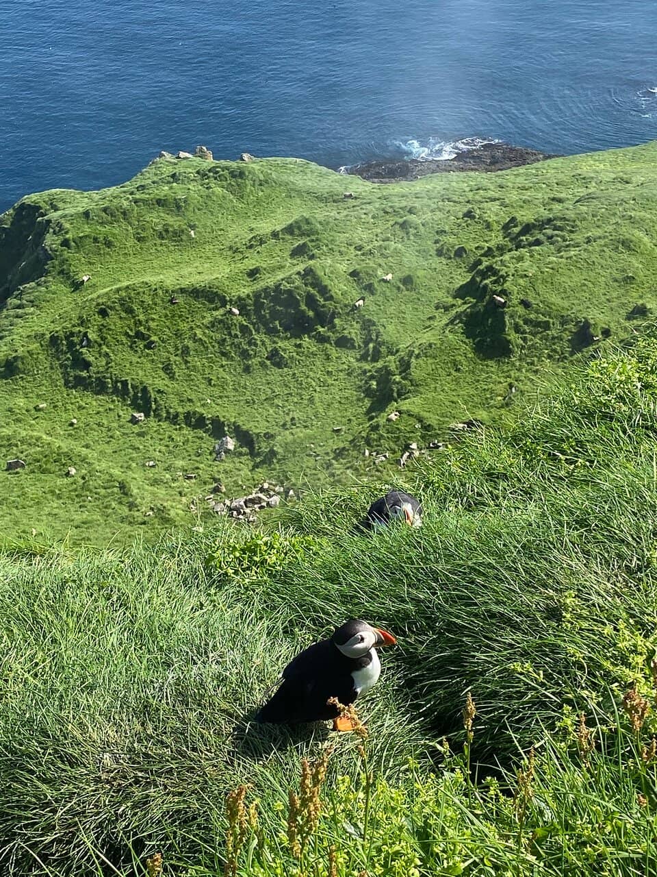 Puffin Colony