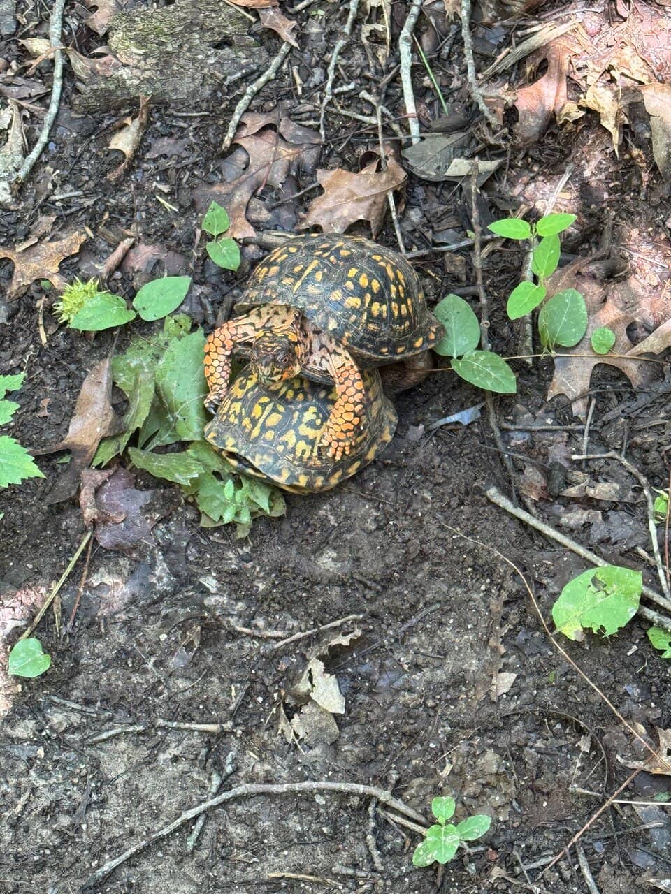 Wooded Geocaching Adventure