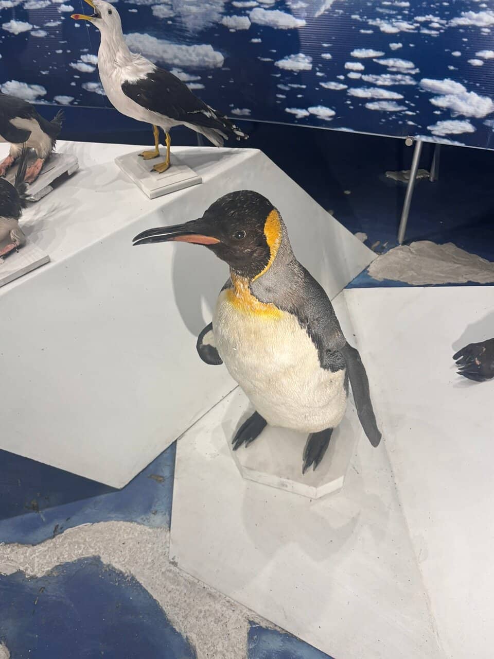 Ancient Peruvian Cultures