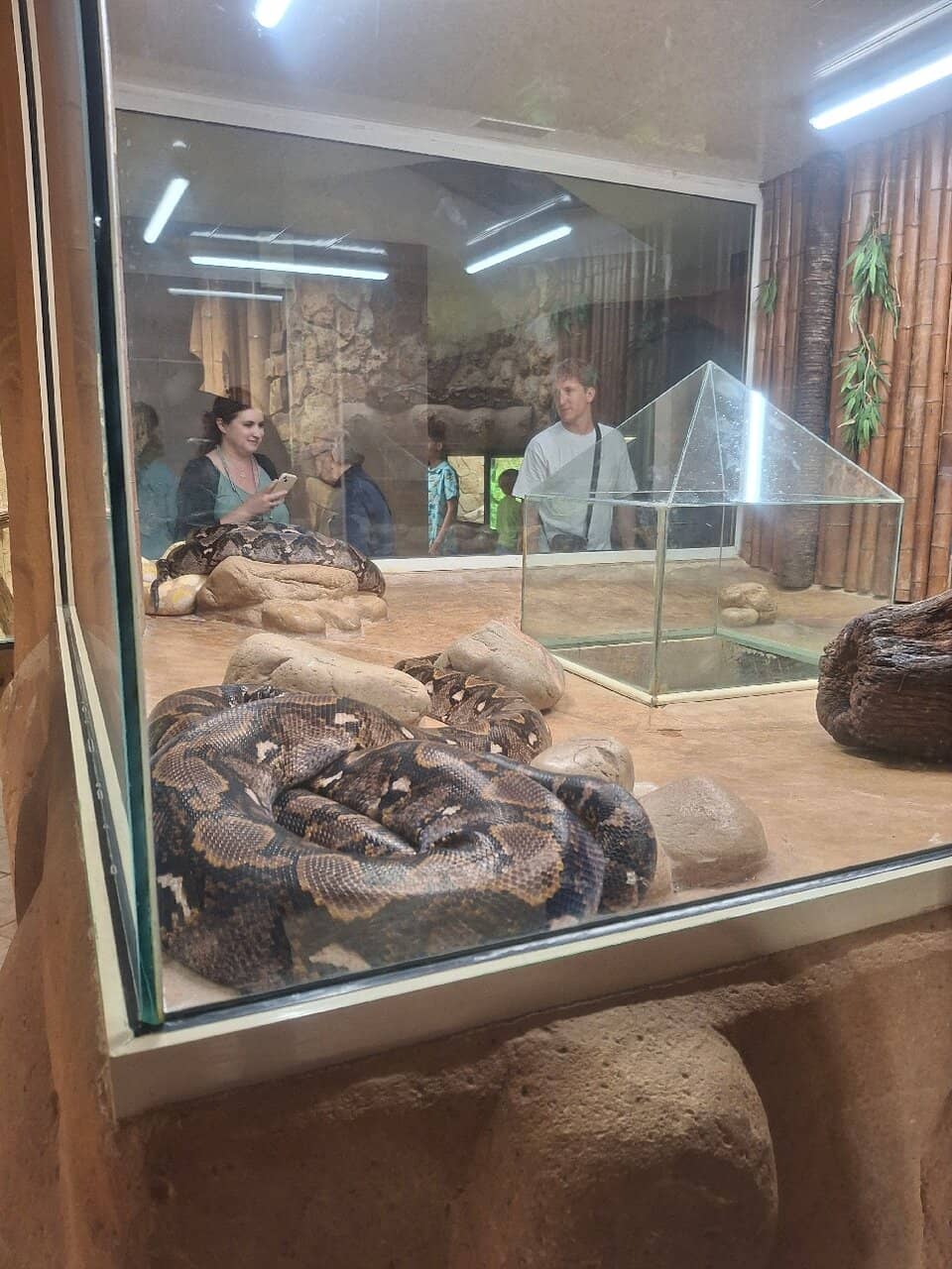 Giant Tortoise Encounters