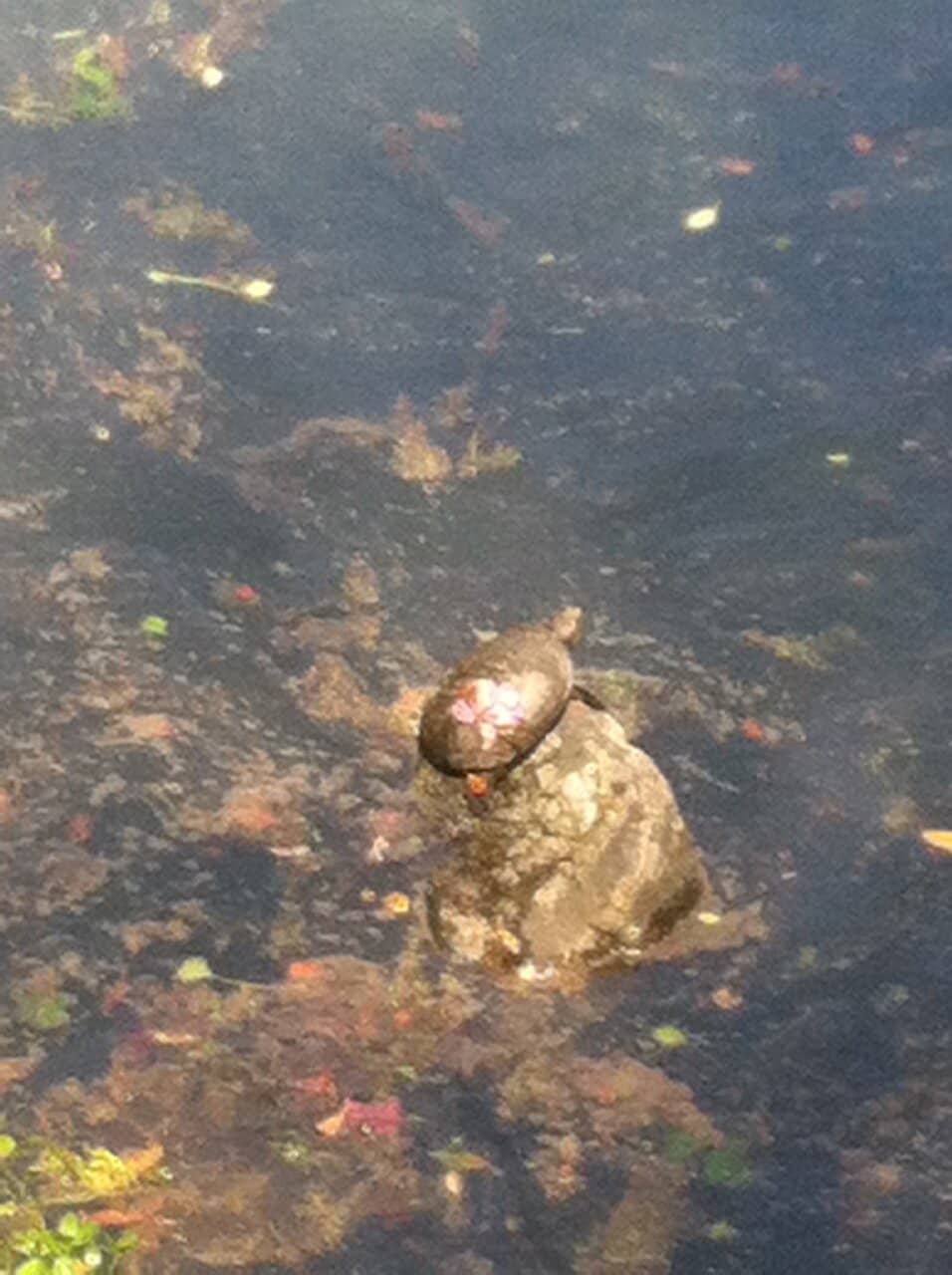 Serene Pond and Tea House