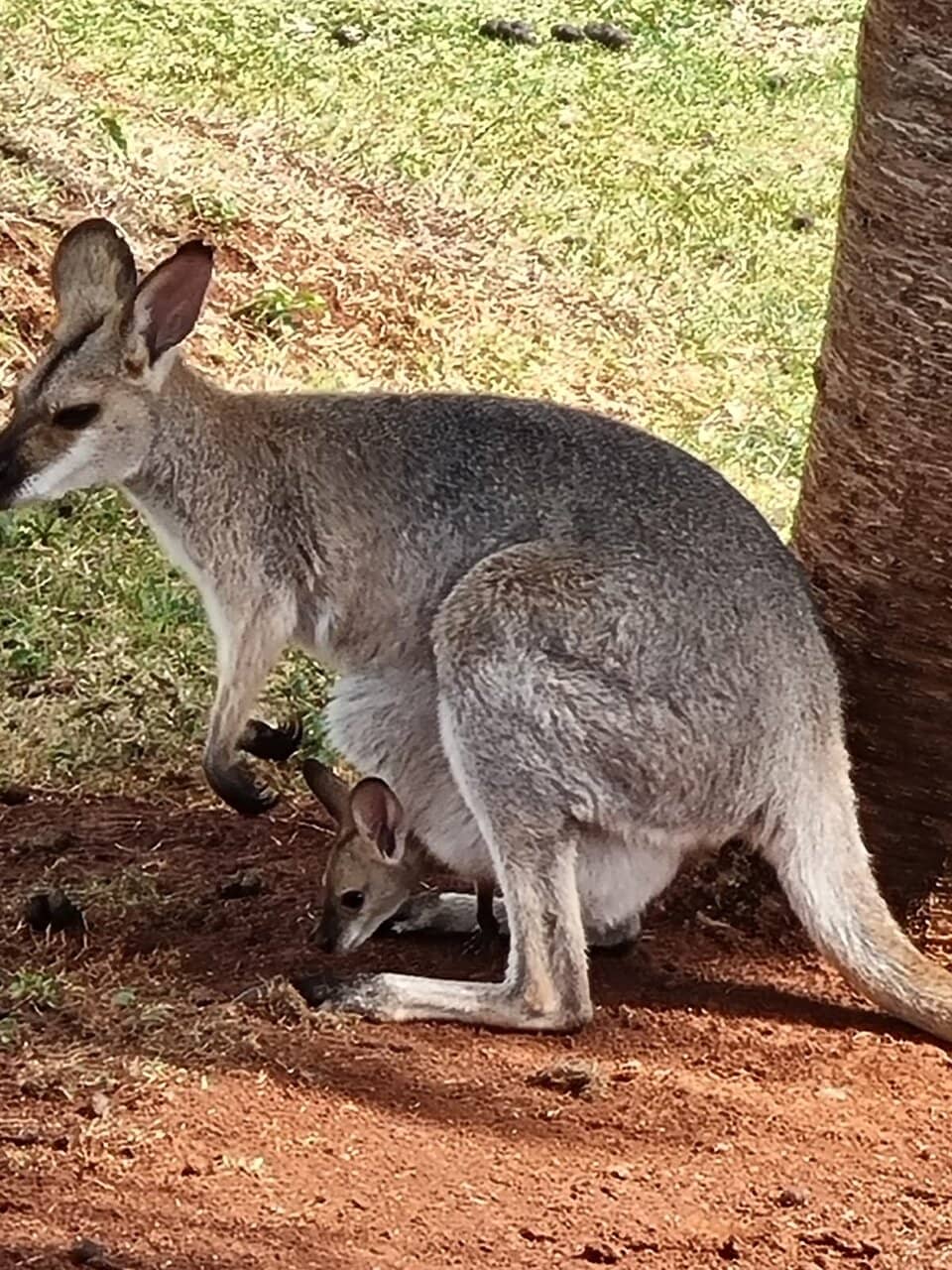 Interactive Reptile Displays