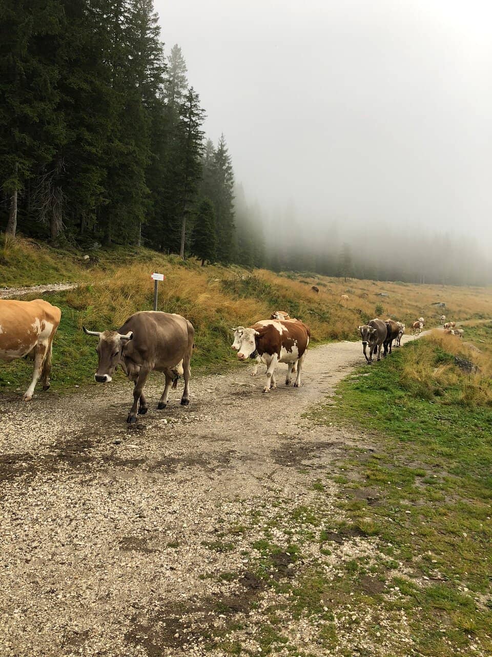 Easy Lakeside Stroll
