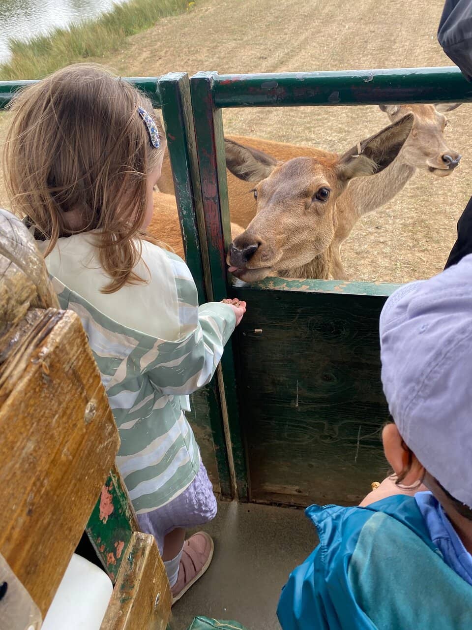 Interactive Farm Animal Encounters