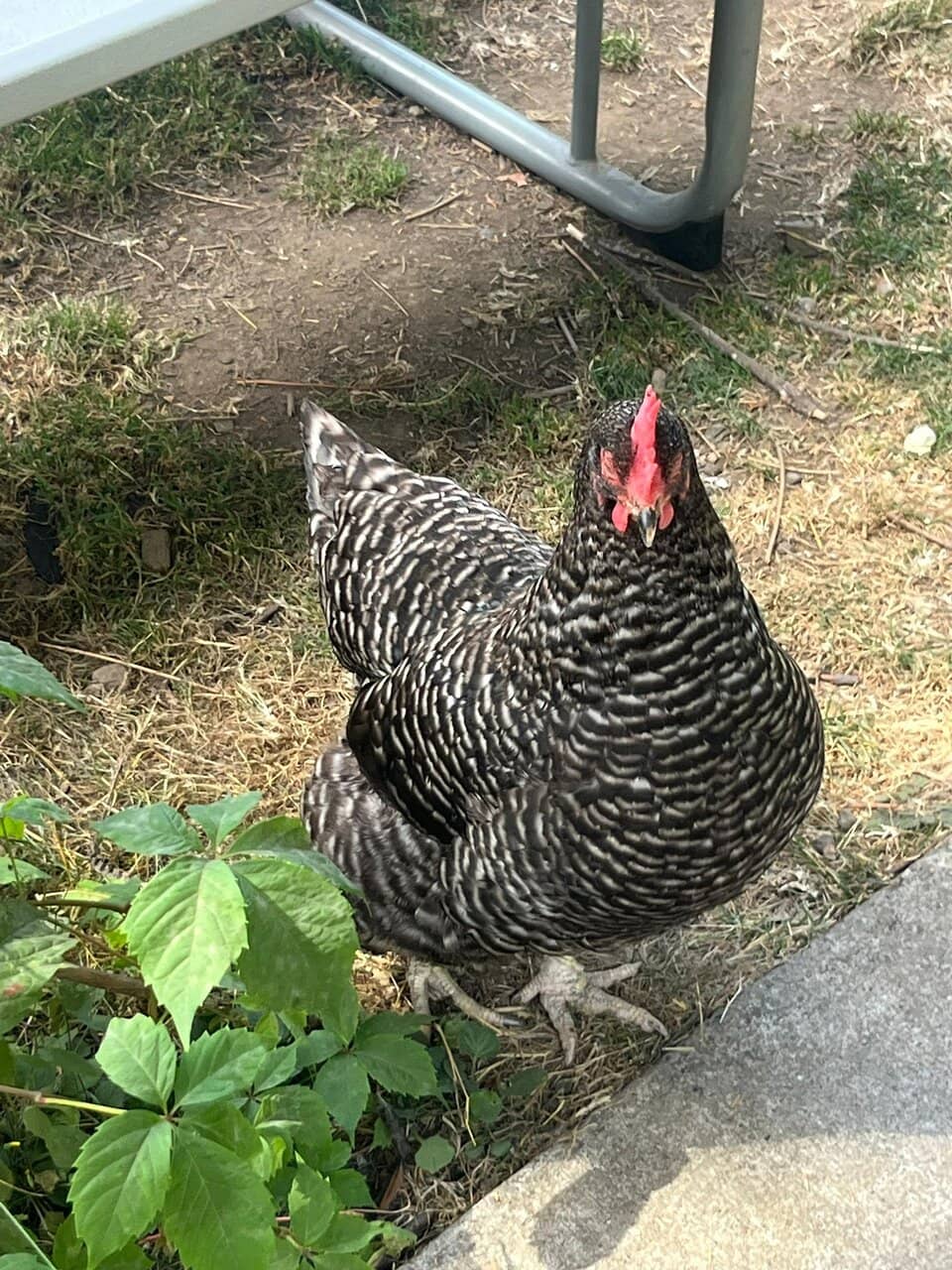 Hearty American Diner Fare