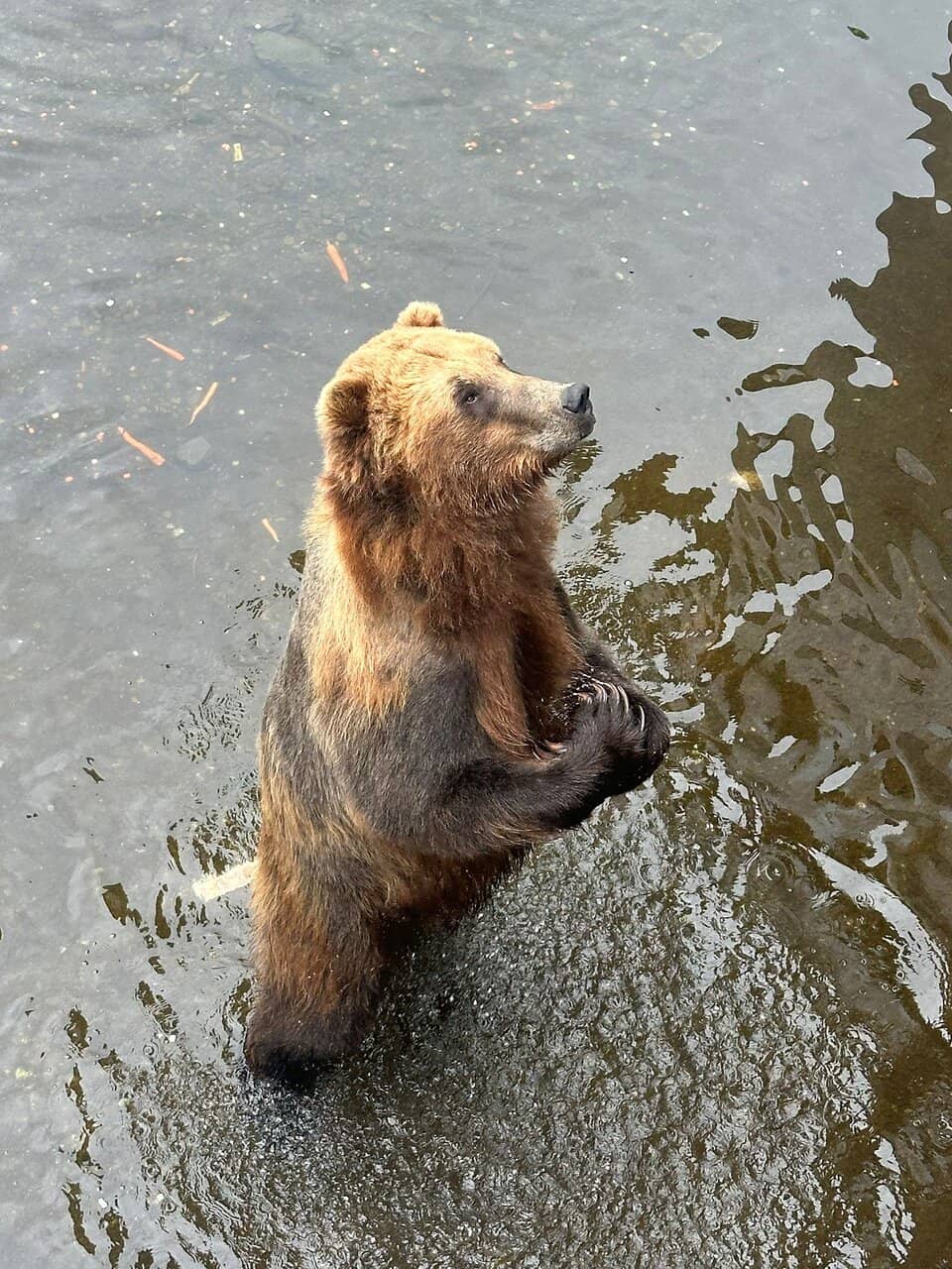 Staff & Bear Interaction