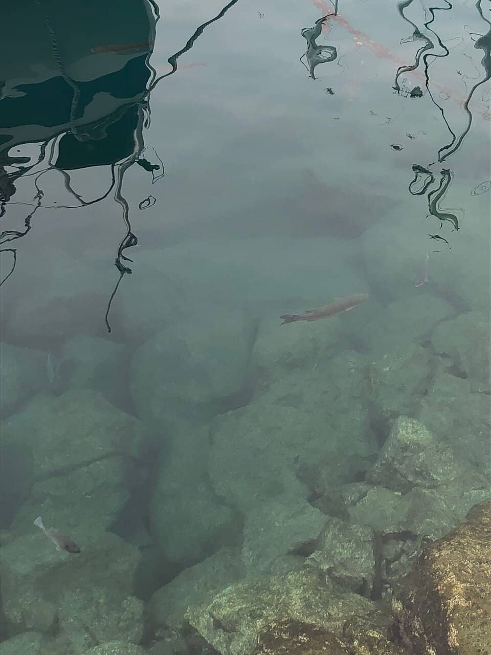 Bougainvillea-Draped Streets