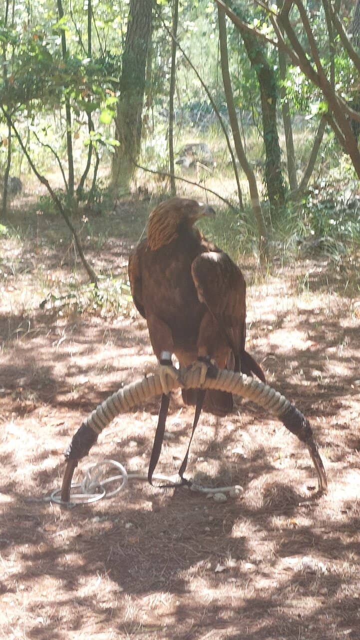 Bird Rehabilitation Area